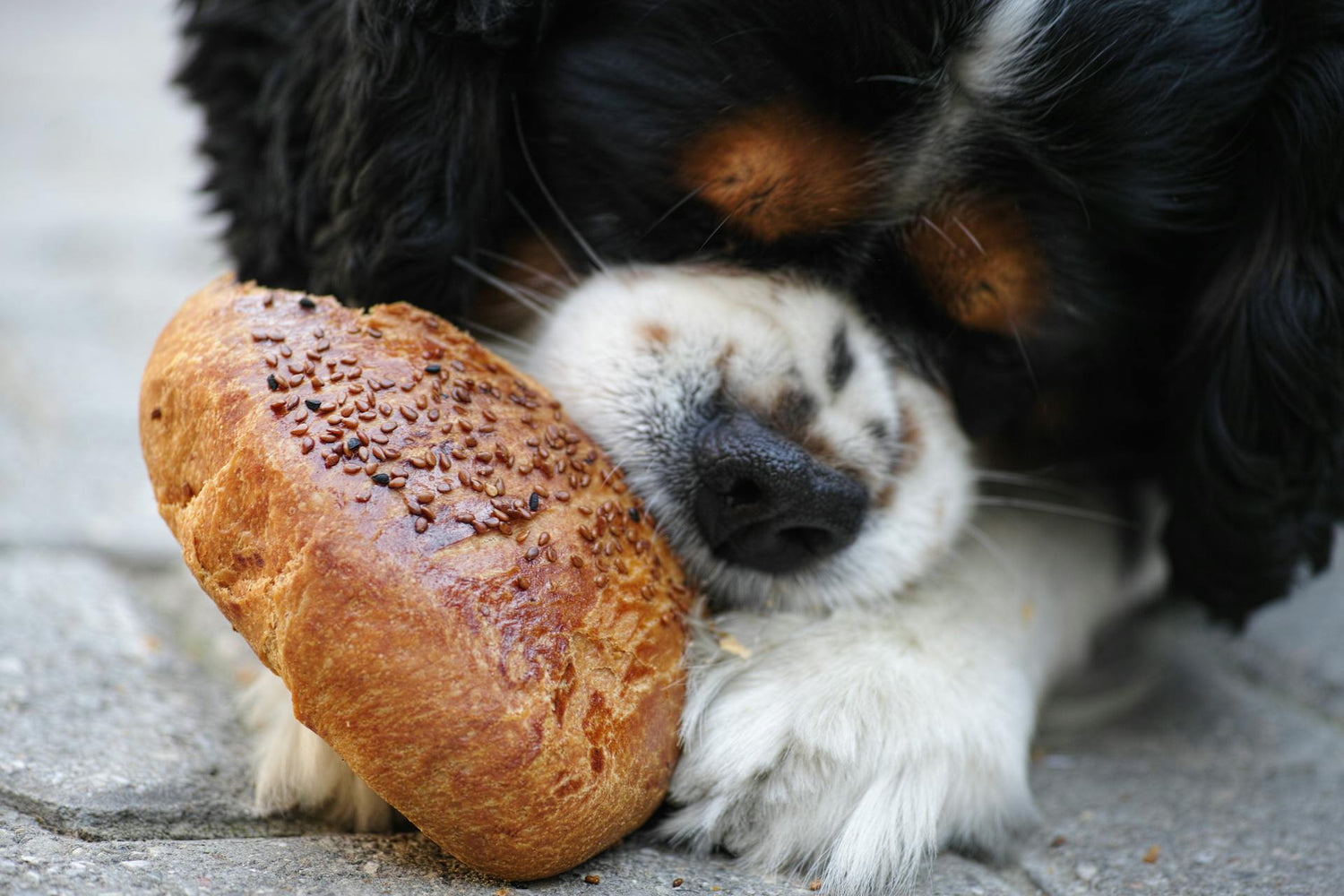 Getreidefreies Hundefutter – Warum es die richtige Wahl sein kann