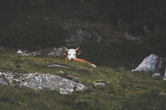 Nachhaltigkeit bei Tiernahrung – So kannst du mit deinem Einkauf die Umwelt schonen